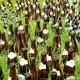 beer-bottles-949796_1920